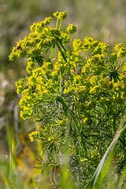 Attēlu rezultāti vaicājumam “Euphorbia cyparissias flower”