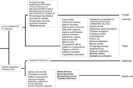 Attēlu rezultāti vaicājumam “Tetratoma ancora”