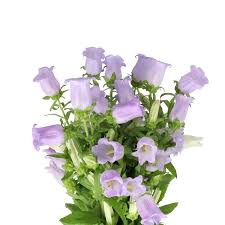 Image result for Campanula medium