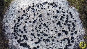 Attēlu rezultāti vaicājumam “Porpidia macrocarpa”