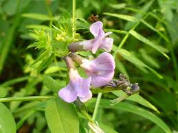 Attēlu rezultāti vaicājumam “Vicia sepium flower”