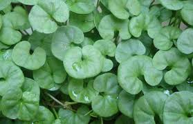 「銅錢草」的圖片搜尋結果