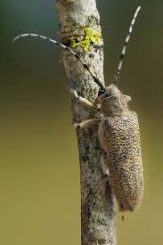 Attēlu rezultāti vaicājumam “Saperda carcharias”