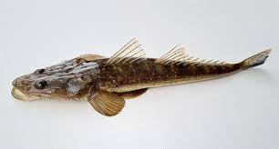 Image result for Platycephalus speculator