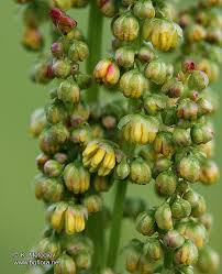 Attēlu rezultāti vaicājumam “Rumex acetosa bud”