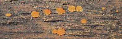 Attēlu rezultāti vaicājumam “Orbilia sp.”