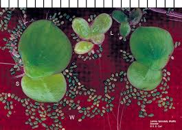 Attēlu rezultāti vaicājumam “Lemnaceae”