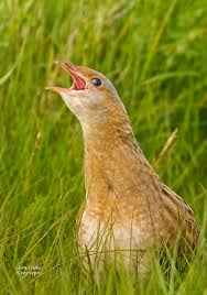 Attēlu rezultāti vaicājumam “Crex crex adult”