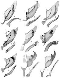 Attēlu rezultāti vaicājumam “Depressaria olerella”