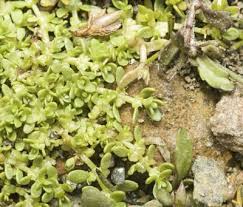 Attēlu rezultāti vaicājumam “Callitrichaceae”