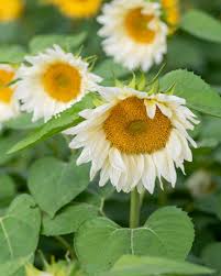 Image result for Sonnenblume