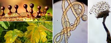 Attēlu rezultāti vaicājumam “Lycogala ustulatum young”