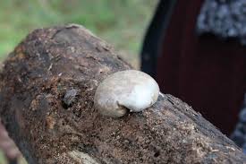 Attēlu rezultāti vaicājumam “Lycogala cf. fossiculatum macro”