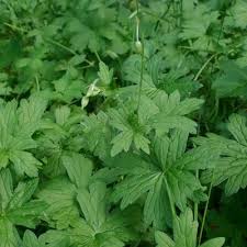 Attēlu rezultāti vaicājumam “Geranium palustre”