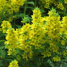 Attēlu rezultāti vaicājumam “Oenothera rubricauli”