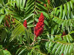 Attēlu rezultāti vaicājumam “Rhus typhina flower”