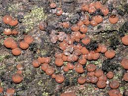 Attēlu rezultāti vaicājumam “Hypoxylon multiforme”