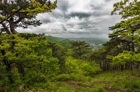 Image result for лес,