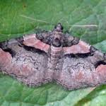 Attēlu rezultāti vaicājumam “Catarhoe rubidata”