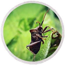 Attēlu rezultāti vaicājumam “Coreus marginatus”