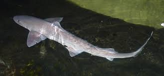 Image result for Mustelus asterias