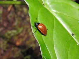 Attēlu rezultāti vaicājumam “Erotylidae”