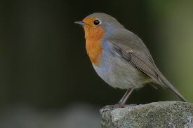 Image result for Erithacus rubecula