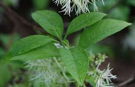 Attēlu rezultāti vaicājumam “Chionanthus virginicus leaf”
