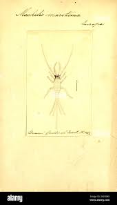 Attēlu rezultāti vaicājumam “Machilidae”