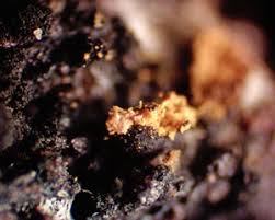 Attēlu rezultāti vaicājumam “Badhamiopsis scripta”