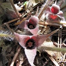 Attēlu rezultāti vaicājumam “Aristolochiaceae”