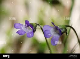 Attēlu rezultāti vaicājumam “Pinguicula vulgaris flower”