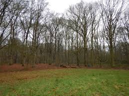 Attēlu rezultāti vaicājumam “Grynocharis oblonga”