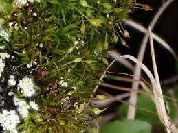 Attēlu rezultāti vaicājumam “Rhabdoweisia fugax”