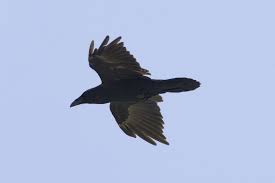 Attēlu rezultāti vaicājumam “Corvus corax”