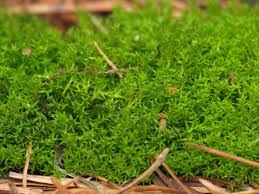 Attēlu rezultāti vaicājumam “Ceratodon purpureus”