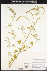 Attēlu rezultāti vaicājumam “Melilotus wolgicus”