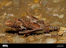 Attēlu rezultāti vaicājumam “Canephora hirsuta larva”