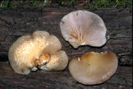 Attēlu rezultāti vaicājumam “Crepidotus applanatus”