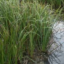 Attēlu rezultāti vaicājumam “Sparganium minimum fruit”