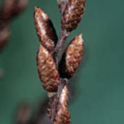 Attēlu rezultāti vaicājumam “Myrica gale bud”