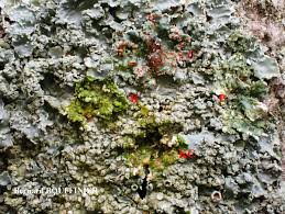 Attēlu rezultāti vaicājumam “Punctelia subrudecta”