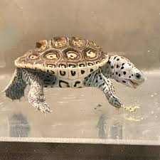 Image result for Malaclemys terrapin