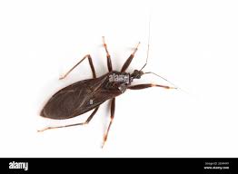 Attēlu rezultāti vaicājumam “Reduvius personatus”