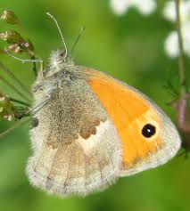 Attēlu rezultāti vaicājumam “Coenonympha pamphilus upperside”