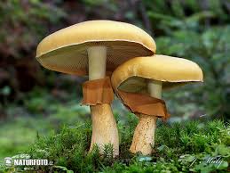 Attēlu rezultāti vaicājumam “Phaeolepiota aurea”