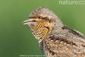 Image result for Jynx torquilla