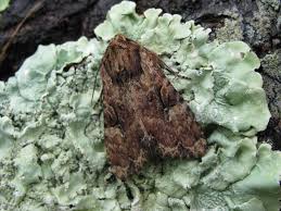 Attēlu rezultāti vaicājumam “Apamea epomidion”