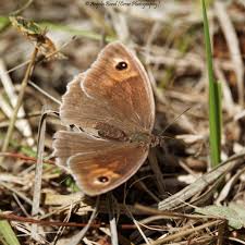 Attēlu rezultāti vaicājumam “Maniola jurtina female”