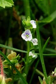 Attēlu rezultāti vaicājumam “Veronica serpyllifolia”